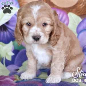 Stacy, Cocker Spaniel Puppy
