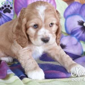 Stacy, Cocker Spaniel Puppy
