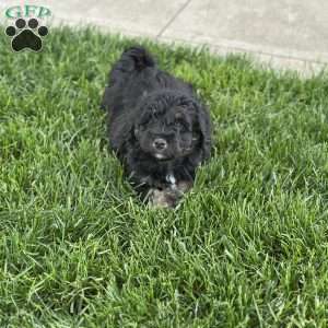 Strawberry, Mini Bernedoodle Puppy