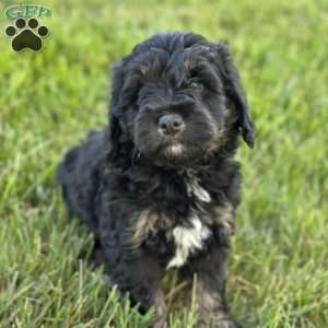 Strawberry, Mini Bernedoodle Puppy