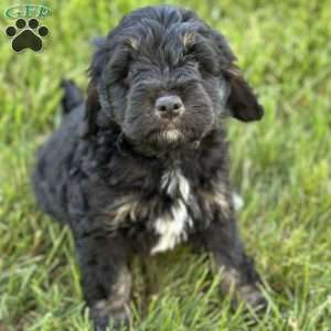 Strawberry, Mini Bernedoodle Puppy