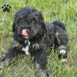 Strawberry, Mini Bernedoodle Puppy