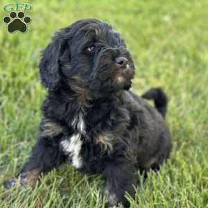 Strawberry, Mini Bernedoodle Puppy