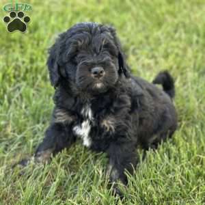 Strawberry, Mini Bernedoodle Puppy