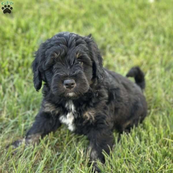 Strawberry, Mini Bernedoodle Puppy