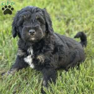Strawberry, Mini Bernedoodle Puppy