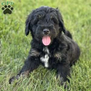 Strawberry, Mini Bernedoodle Puppy