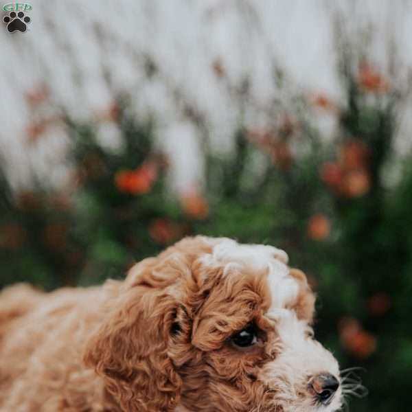 Tara, Miniature Poodle Mix Puppy