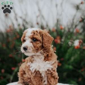 Tara, Miniature Poodle Mix Puppy