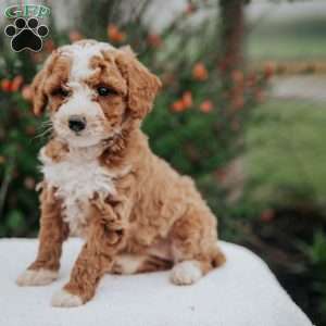 Tara, Miniature Poodle Mix Puppy