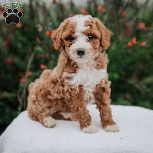 Tara, Miniature Poodle Mix Puppy