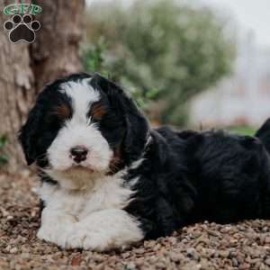 Ted, Mini Bernedoodle Puppy