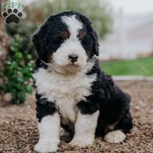 Ted, Mini Bernedoodle Puppy