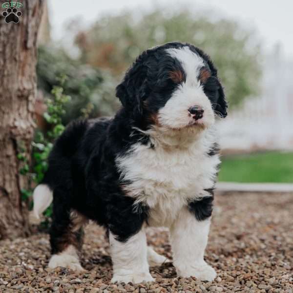 Ted, Mini Bernedoodle Puppy