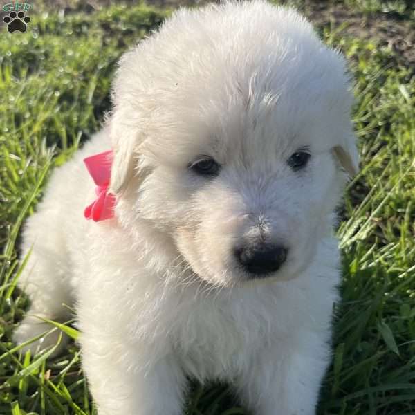 Dassah, Maremma Sheepdog Puppy