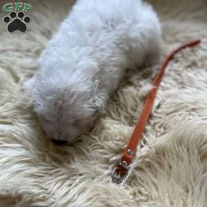 Chosen, Maremma Sheepdog Puppy