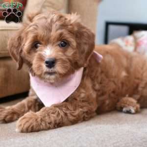 Nala, Mini Goldendoodle Puppy
