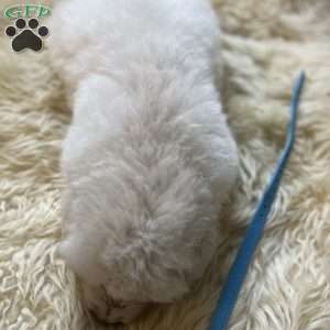 Ambassador, Maremma Sheepdog Puppy