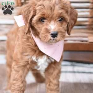 Nala, Mini Goldendoodle Puppy
