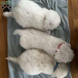 Worthy, Maremma Sheepdog Puppy