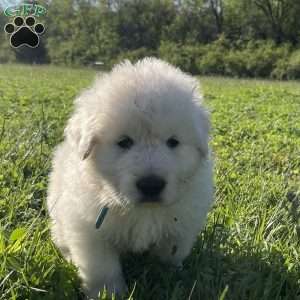 Ambassador, Maremma Sheepdog Puppy