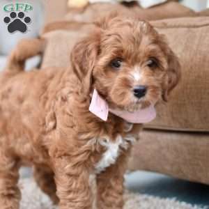 Nala, Mini Goldendoodle Puppy