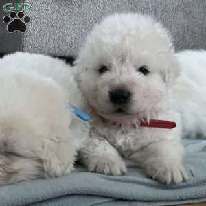Royal, Maremma Sheepdog Puppy