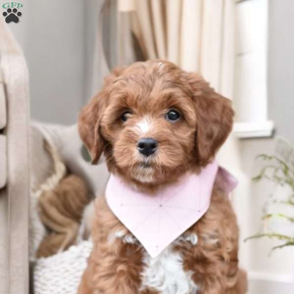 Nala, Mini Goldendoodle Puppy