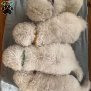 Saint, Maremma Sheepdog Puppy