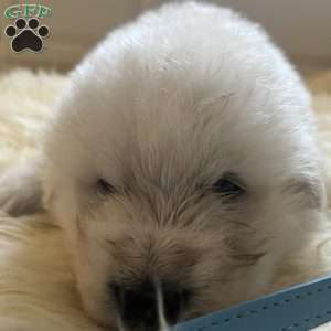 Ambassador, Maremma Sheepdog Puppy