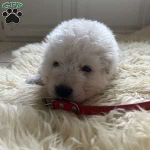 Royal, Maremma Sheepdog Puppy