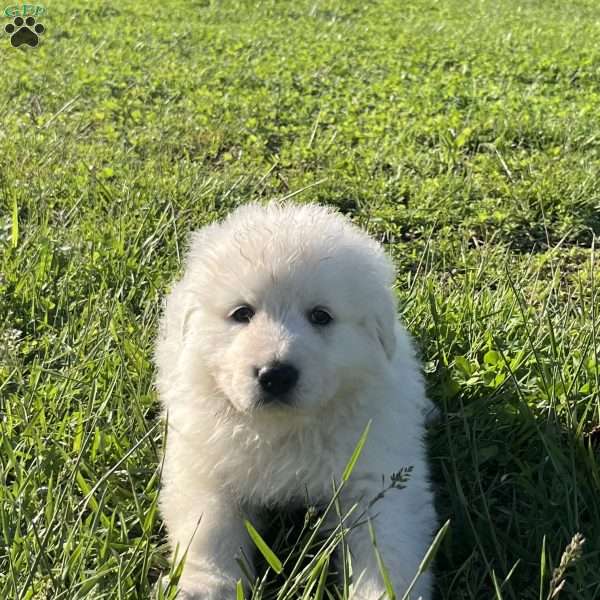 Soldier, Maremma Sheepdog Puppy