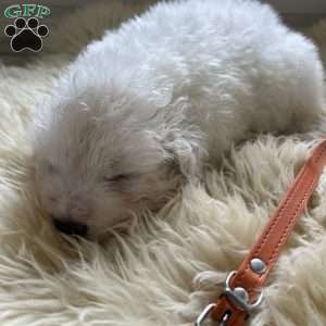 Chosen, Maremma Sheepdog Puppy