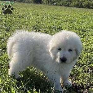 Saint, Maremma Sheepdog Puppy