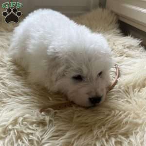 Worthy, Maremma Sheepdog Puppy