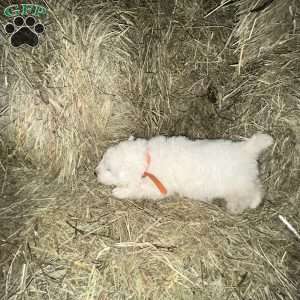 Chosen, Maremma Sheepdog Puppy