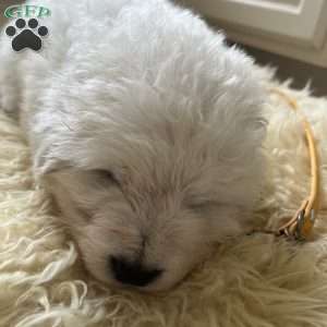 Saint, Maremma Sheepdog Puppy