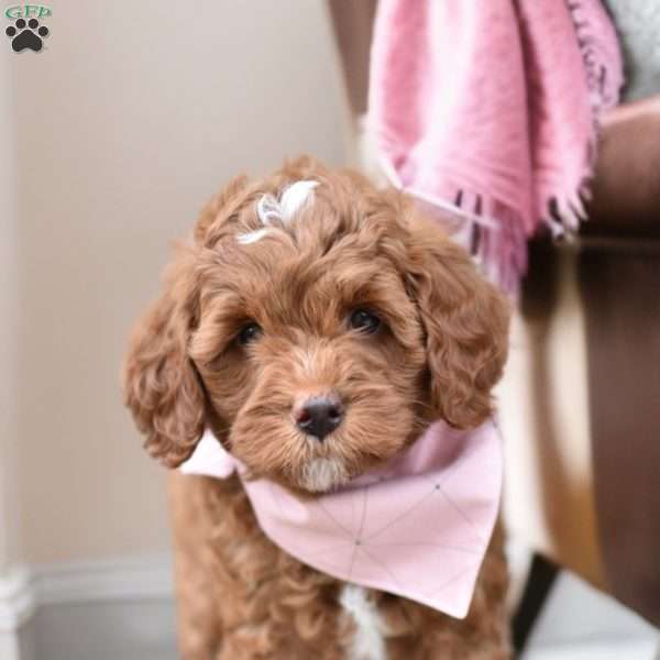 Gracie, Mini Goldendoodle Puppy