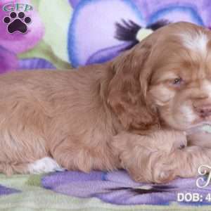 Tia, Cocker Spaniel Puppy