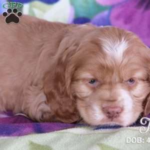 Tia, Cocker Spaniel Puppy