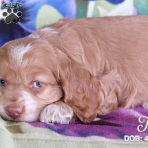 Tia, Cocker Spaniel Puppy
