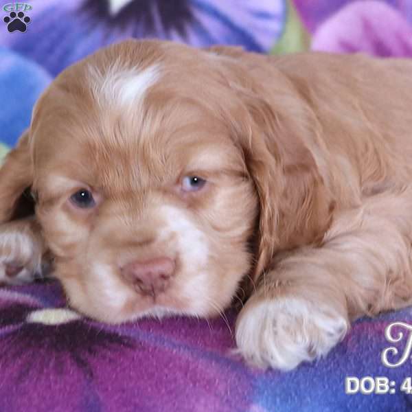 Tia, Cocker Spaniel Puppy