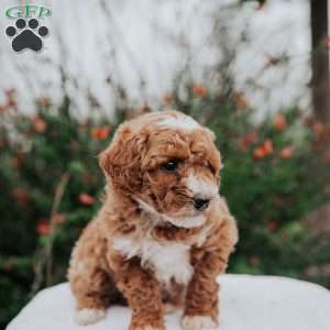 Tina, Miniature Poodle Mix Puppy