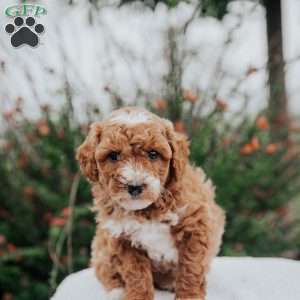 Tina, Miniature Poodle Mix Puppy