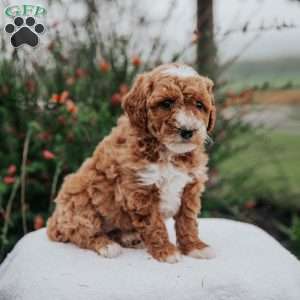 Tina, Miniature Poodle Mix Puppy