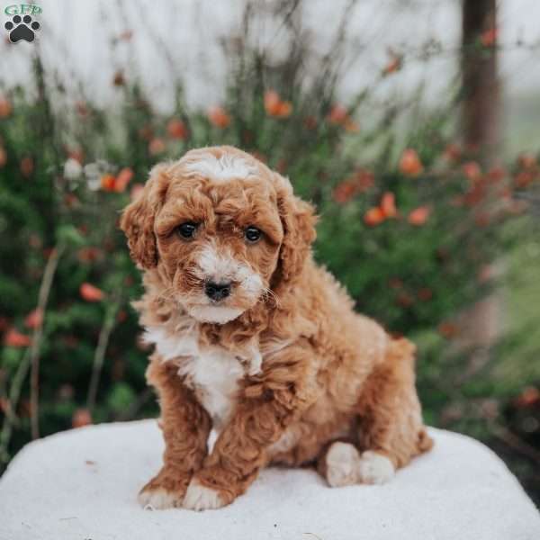 Tina, Miniature Poodle Mix Puppy