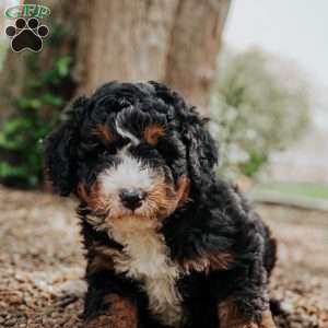 Tito, Mini Bernedoodle Puppy