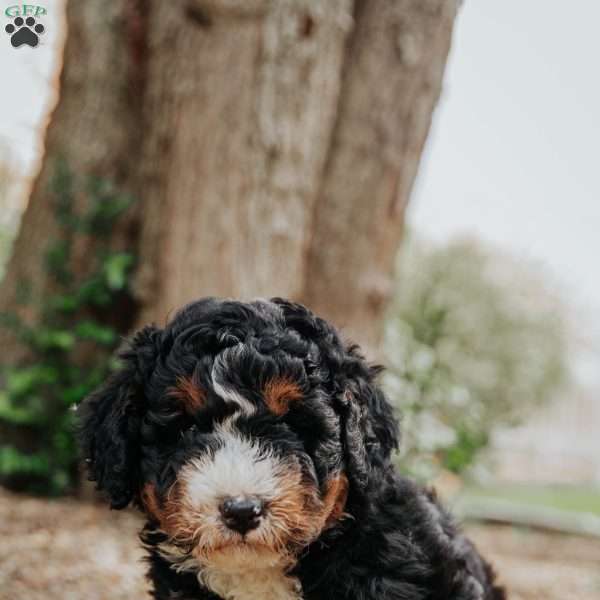 Tito, Mini Bernedoodle Puppy