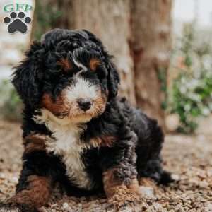Tito, Mini Bernedoodle Puppy