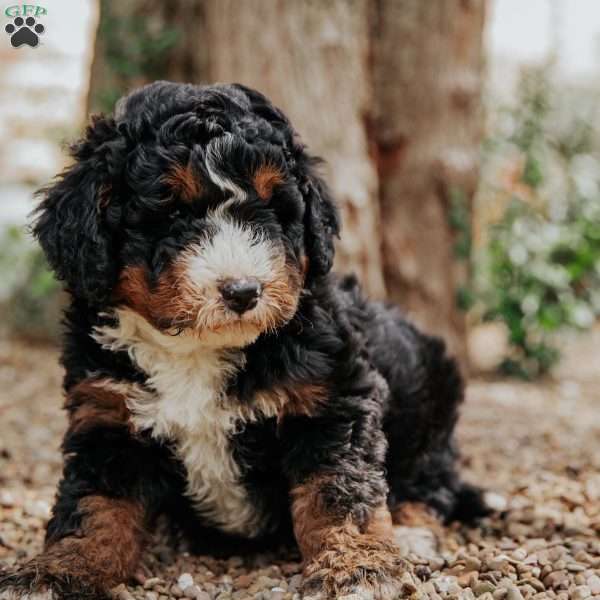 Tito, Mini Bernedoodle Puppy